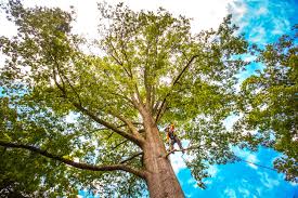 Reliable Sumter, SC Tree Removal Solutions